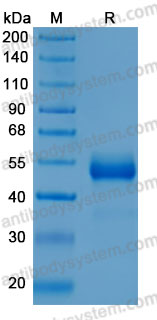 Recombinant Human CD159c/KLRC2 Protein, N-hFc (Active)