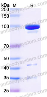 Biotinylated Human CD123/IL3RA Protein, C-Fc-Avi