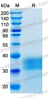 Recombinant Human ACVR2A/ACTR-IIA Protein, C-His (Active)