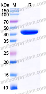 Biotinylated Human CD38/ADPRC 1 Protein, N-His-Avi
