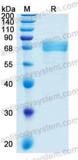 Recombinant Human IL12A/IL-12 p35/NKSF1 Protein, C-hFc-His (Active)