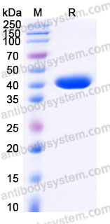 Biotinylated Human CD52 Protein, C-Fc-Avi