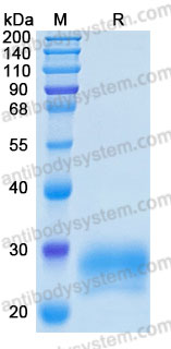 Recombinant Human CD32b/FCGR2B Protein, C-His (Active)