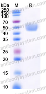 Biotinylated Human CD80/B7-1 Protein, C-Avi-His