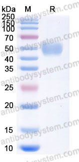 Recombinant Human BTC Protein, C-Flag-Fc (Active)