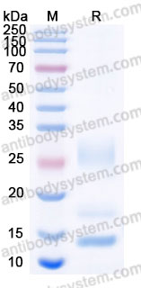 Recombinant Human IL13 Protein, C-His (Active)
