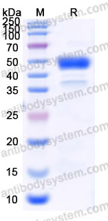Recombinant Human IL13 Protein, C-mFc (Active)