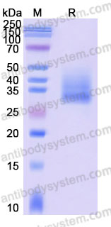 Biotinylated Human CD147/BSG Protein, C-Avi-His