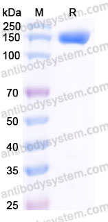Biotinylated Human CD309/KDR/VEGFR-2 Protein, C-His-Avi