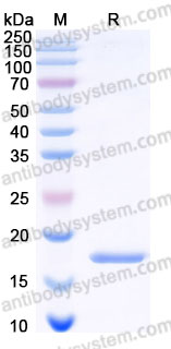 Recombinant Human GDNF Protein, Tag free (Active)
