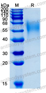 Recombinant Human CD66c/CEACAM6 Protein, C-His (Active)