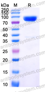 Recombinant Human CD86/B7-2 Protein, C-Fc (Active)