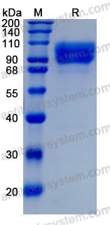 Recombinant Human CD146/MCAM Protein, C-His (Active)