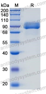 Recombinant Human AFM Protein, C-His (Active)