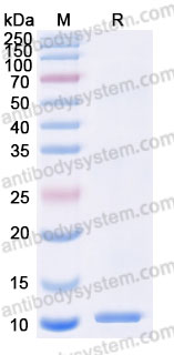 Recombinant Human CXCL12/SDF-1 Protein, Tag free (Active)