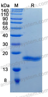 Recombinant Human REG1B Protein, C-His (Active)