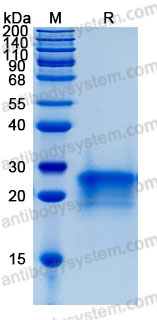 Recombinant Human PGF/PlGF/PLGF Protein, C-His (Active)