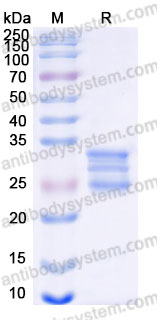 Recombinant Human Flt3 ligand/FLT3LG Protein, C-His (Active)