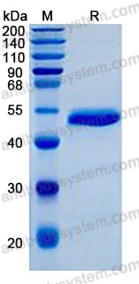 Recombinant Human EFNA4 Protein, C-hFc-His (Active)