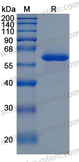 Recombinant Human CD322/JAM2 Protein, C-His (Active)
