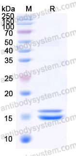 Recombinant Human IL2 Superkine (Mutant) Protein, C-His (Active)