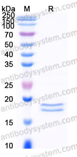 Biotinylated Human IL2 Protein, C-His-Avi
