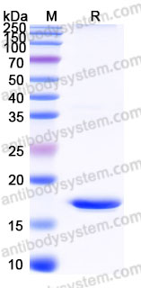 Recombinant Human FGF12 Protein, Tag free (Active)