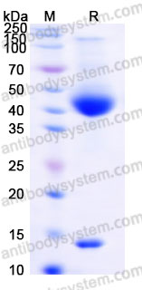 Biotinylated Human Latent TGF-beta-2 Protein, N-8*His-Avi