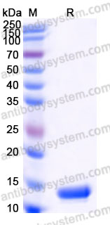 Biotinylated Human TGFB2/TGF-beta-2 Protein, N-Avi