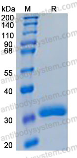 Recombinant Human BTN3A2 Protein, C-His (Active)
