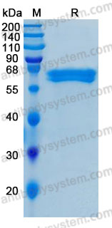 Recombinant Human EFNB1 Protein, C-hFc-His (Active)
