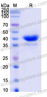 Biotinylated Human CD269/TNFRSF17/BCMA Protein, C-Fc-Avi