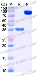 Recombinant Human CD269/BCMA Protein, C-mFc (Active)