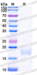Recombinant Human CD269/BCMA Protein, N-His-Flag (Active)