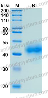 Recombinant Human NRG1/Neuregulin-1 Protein, C-His (Active)