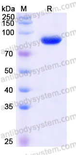 Biotinylated Human CD47/MER6 Protein, C-Fc-Avi