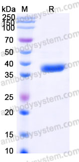 Biotinylated Human CD47/MER6 Protein, C-Avi-His