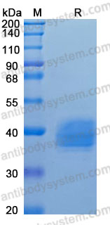 Recombinant Human CD157/BST1 Protein, C-His (Active)