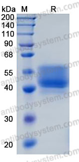 Recombinant Human FSTL1 Protein, C-10*His (Active)