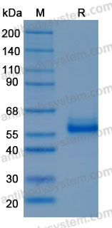 Recombinant Human CHIT1 Protein, C-10*His (Active)