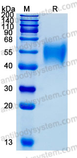 Recombinant Human CD150/SLAMF1 Protein, C-His (Active)