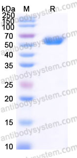 Biotinylated Human CD150/SLAMF1 Protein, C-His-Avi