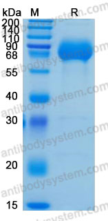 Recombinant Human CD111/NECTIN1 Protein, C-hFc-His (Active)