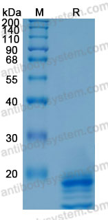 Recombinant Human IL17A/F Heterodimer Protein, C-His (Active)