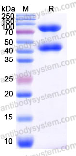Recombinant Human Laminin 332 E8 Protein, N-His & N-Fc & N-Fc (Active)