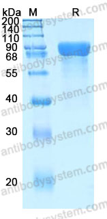 Recombinant Human MEP1B Protein, C-10*His (Active)