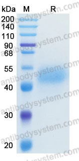 Recombinant Human MICB Protein, C-His (Active)