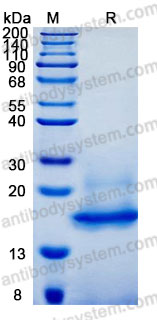 Recombinant Human CDNF Protein, C-10*His (Active)