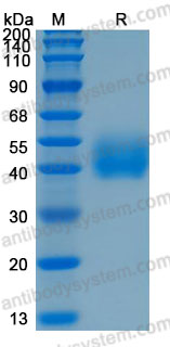Recombinant Human CD276/B7-H3 Protein, C-His (Active)
