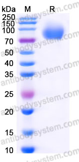 Biotinylated Human CD276/B7-H3 Protein, C-His-Avi